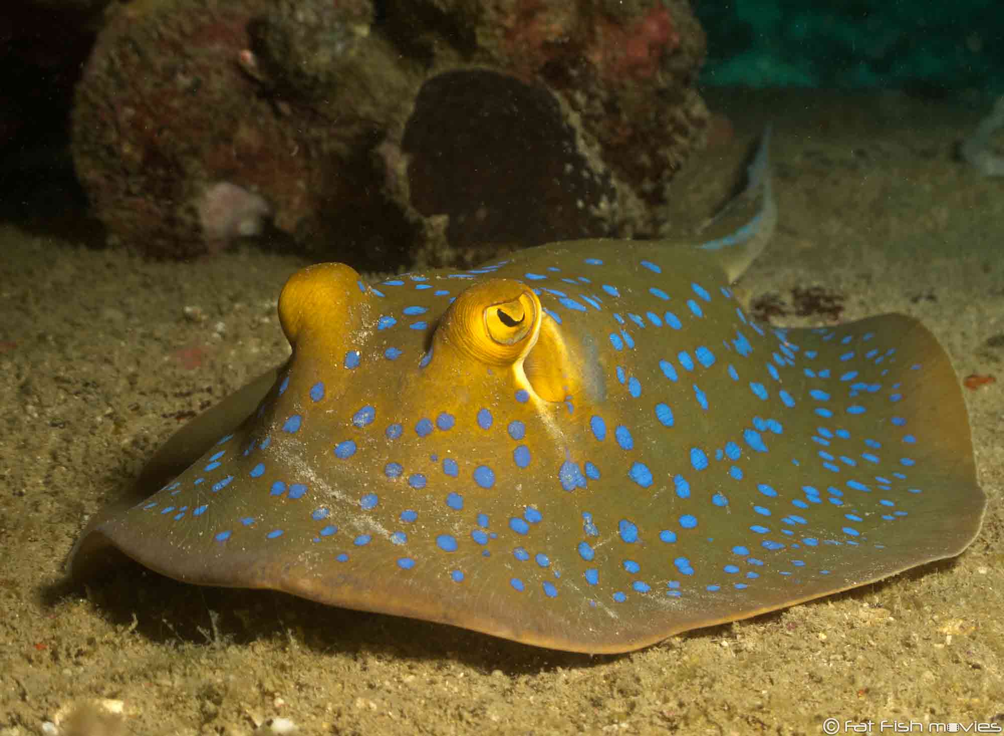 sukelluskohteet thaimaa stingray divesites thailand kohtaodiving