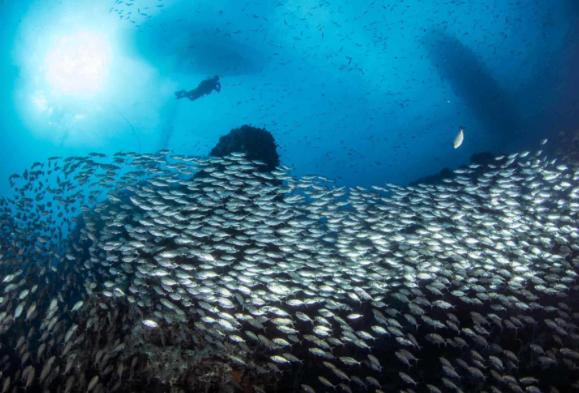 sukelluskohteet thaimaa12 divesites thailand kohtaodiving