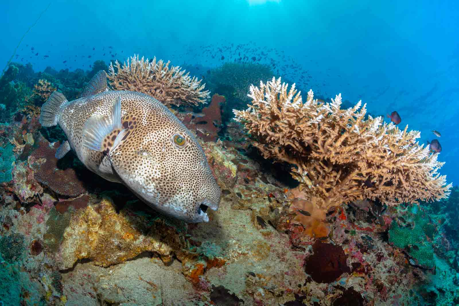 sukelluskohteet thaimaa5 divesites thailand kohtaodiving