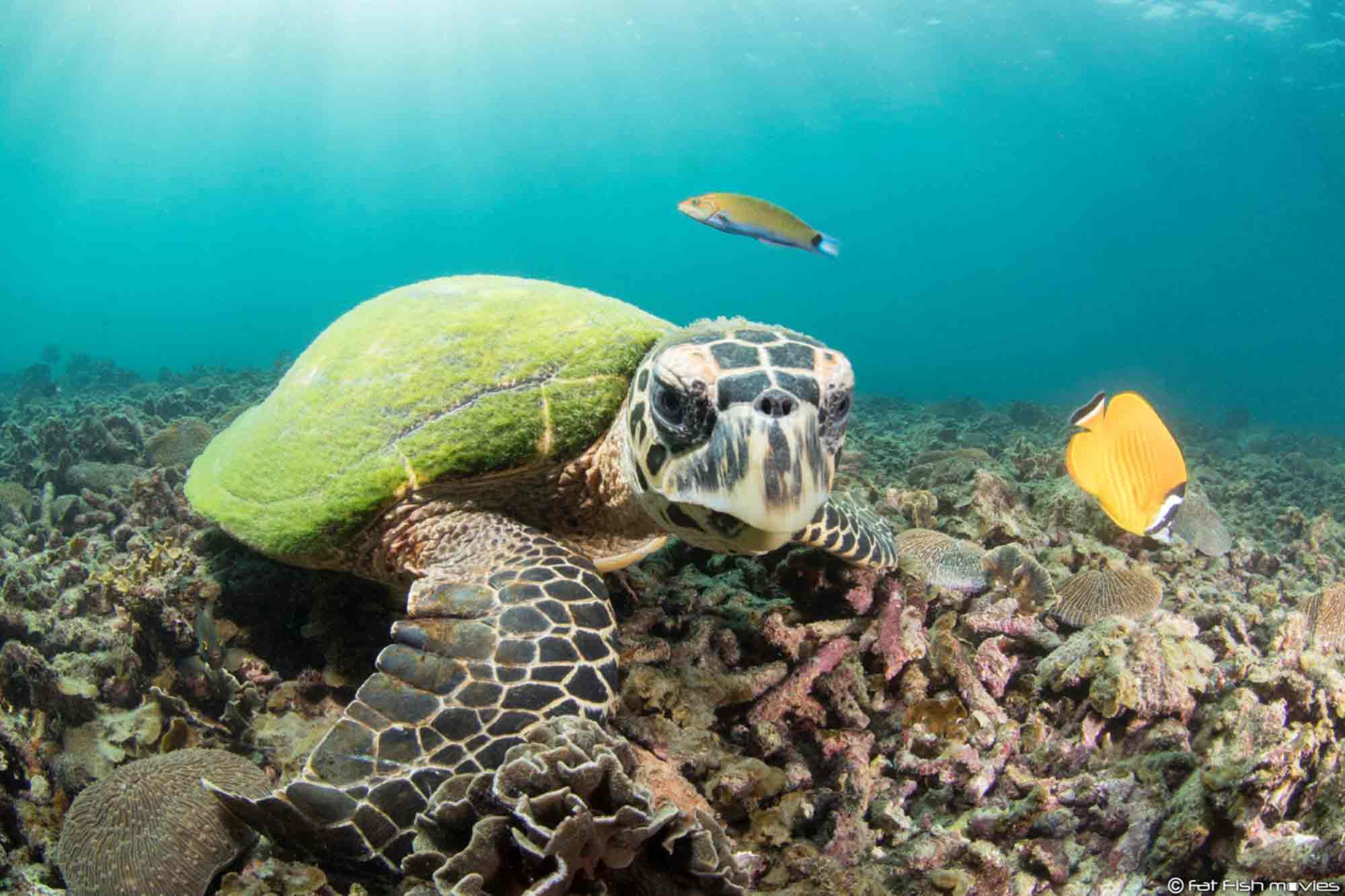 sukelluskohteet thaimaa9 divesites thailand kohtaodiving