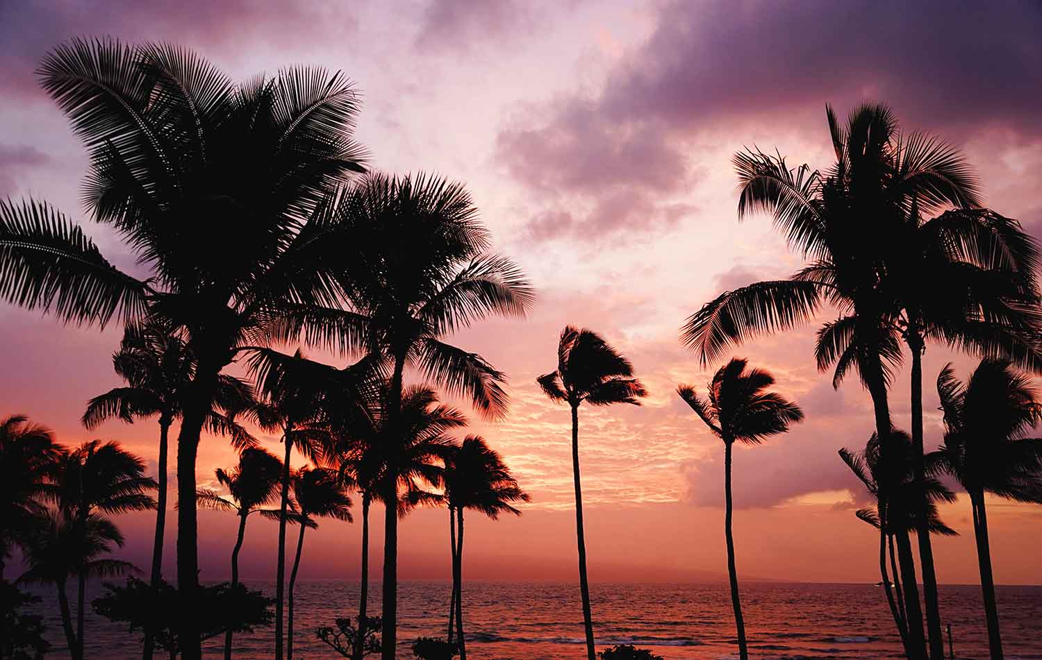 howtogettokohtao transportation palmtrees thailand