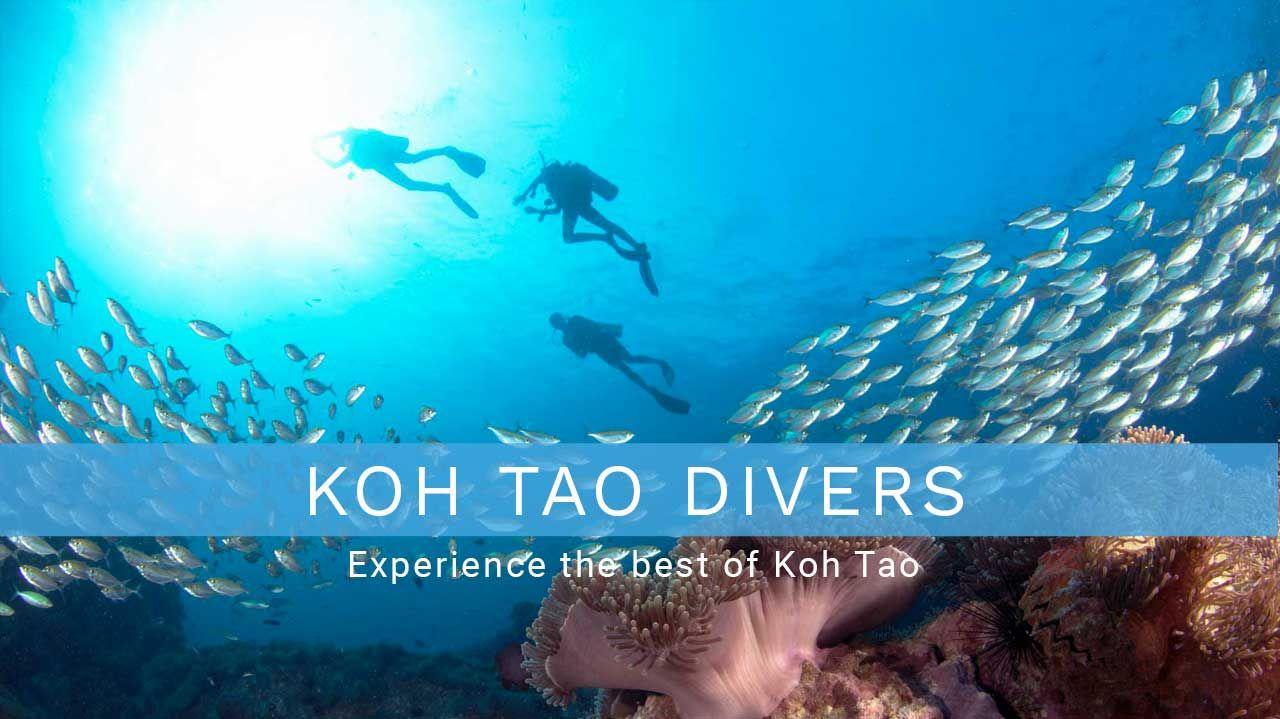 Koh Tao Divers Since 1987 Finnish Operated Dive Center Thailand